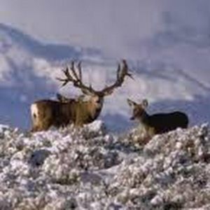 Meet your Posher, Isaac